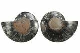 Cut & Polished Ammonite Fossil - Unusual Black Color #250502-1